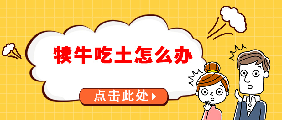 犊牛吃土怎么办?