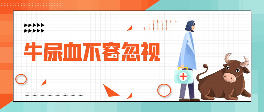 牛尿血不容忽视