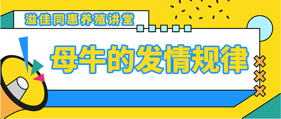 母牛的发情规律