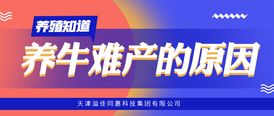 母牛难产的原因